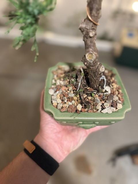 Chinese Juniper -  thumbnail 4