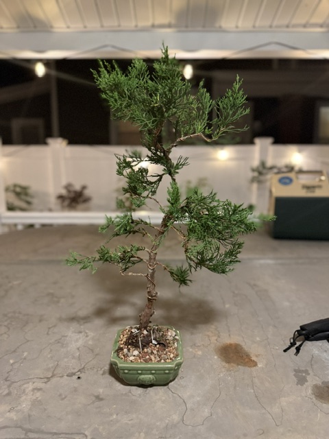 Chinese Juniper -  thumbnail 7