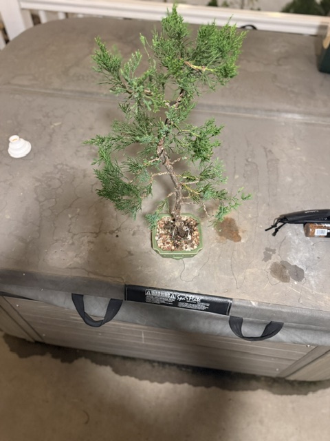 Chinese Juniper -  thumbnail 9