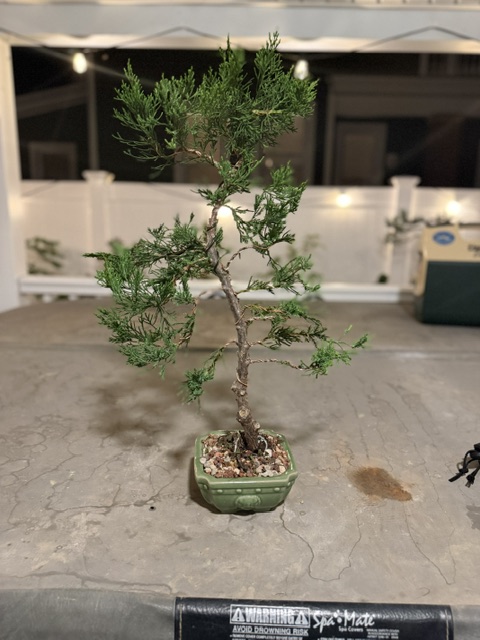 Chinese Juniper -  thumbnail 5