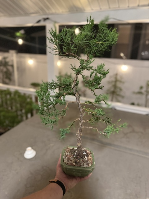 Chinese Juniper - 