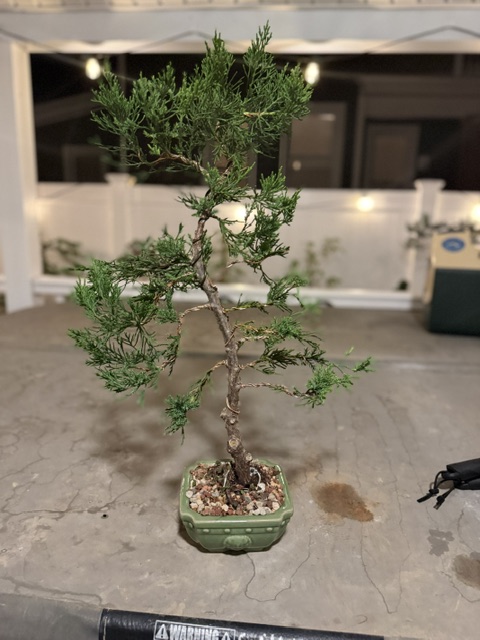 Chinese Juniper -  thumbnail 8
