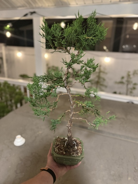 Chinese Juniper -  thumbnail 2