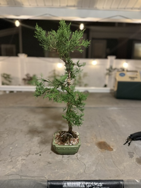 Chinese Juniper -  thumbnail 6
