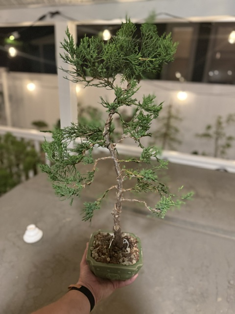 Chinese Juniper -  thumbnail 3